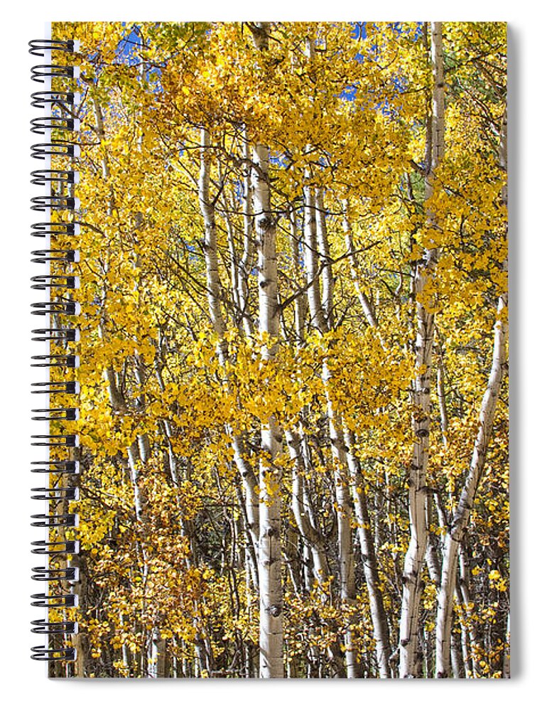Aspen Spiral Notebook featuring the photograph Missing You Already by James BO Insogna