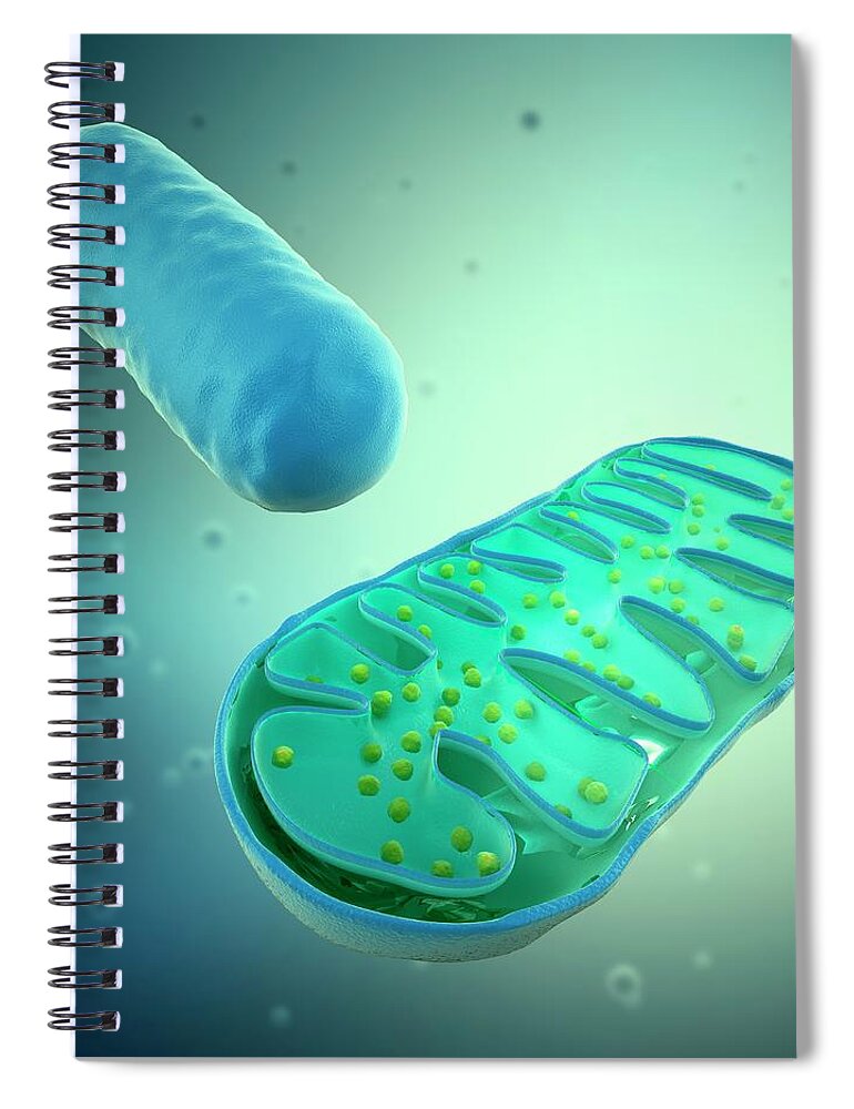 Physiology Spiral Notebook featuring the digital art Mitochondria, Artwork by Science Photo Library - Andrzej Wojcicki