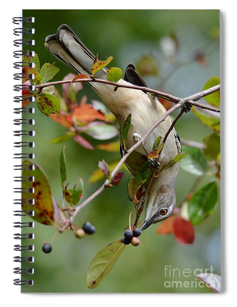 Mockingbird Spiral Notebook featuring the photograph Mockingbird And Fall Berries by Kathy Baccari
