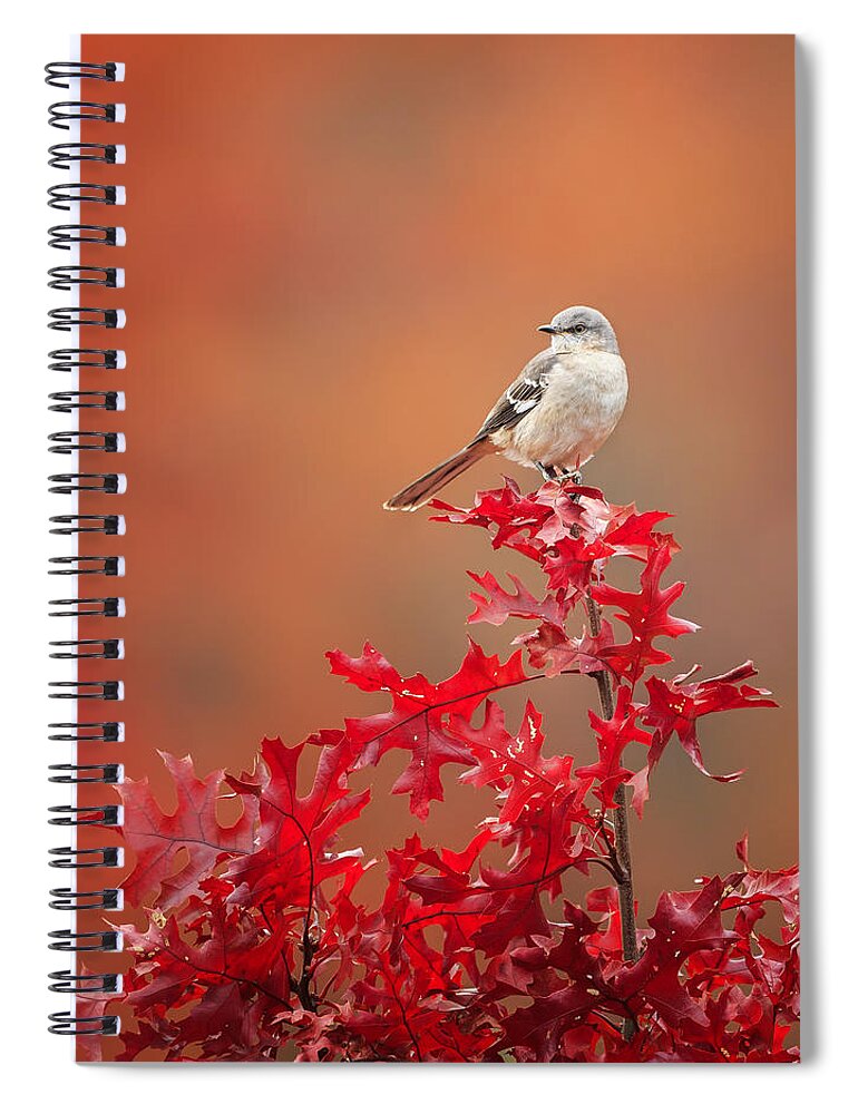 Northern Mockingbird Spiral Notebook featuring the photograph Mockingbird Autumn by Bill Wakeley