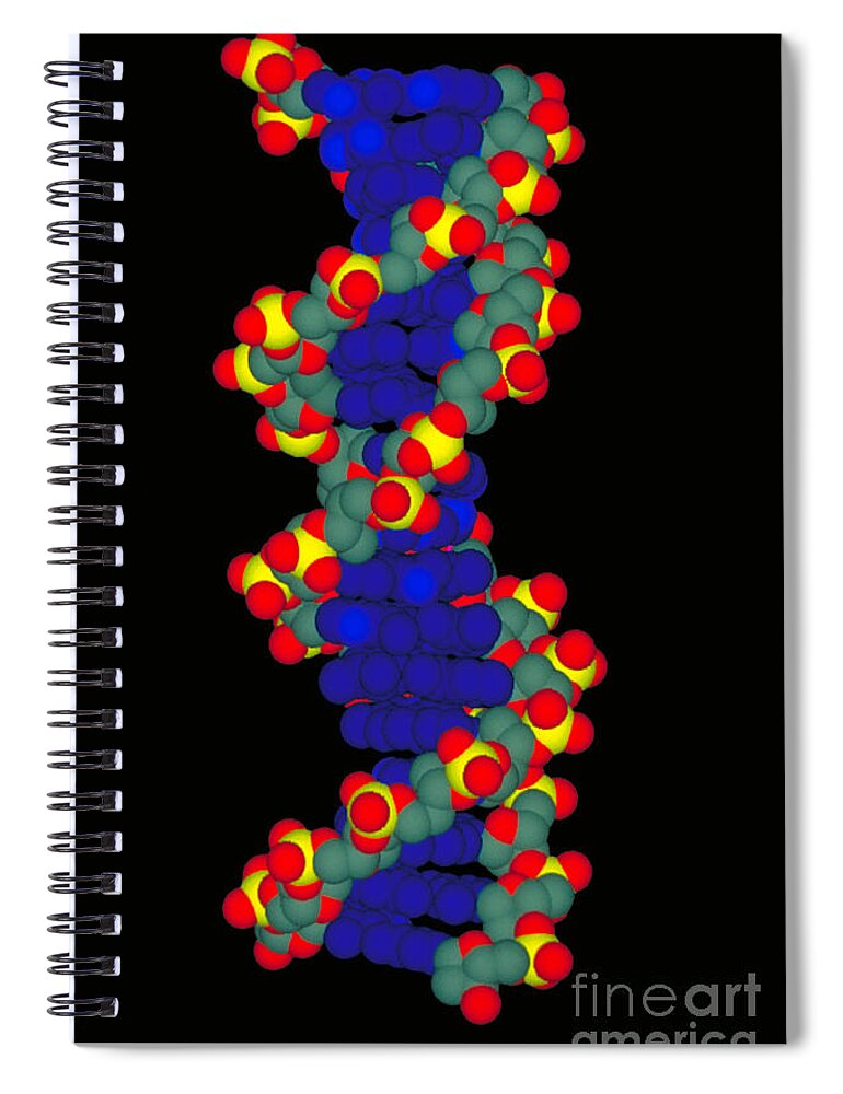 Dna Spiral Notebook featuring the photograph Model Of Dna by Scott Camazine