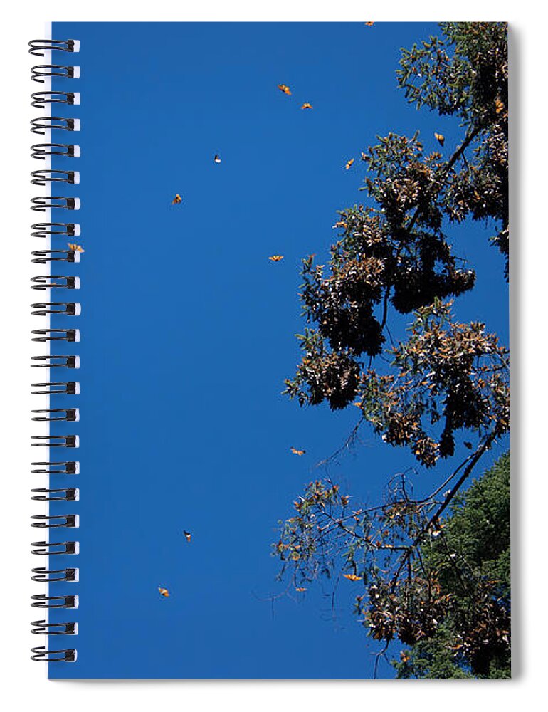 Animals Spiral Notebook featuring the digital art Monarch Butterflies Flying by Carol Ailles
