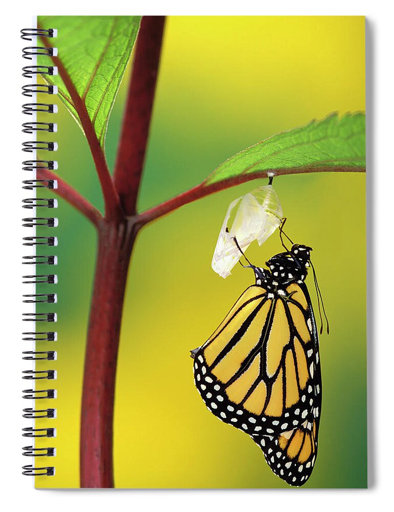 Hanging Spiral Notebook featuring the photograph Monarch Butterfly Beginning To Emerge by Thomas Kitchin & Victoria Hurst / Design Pics
