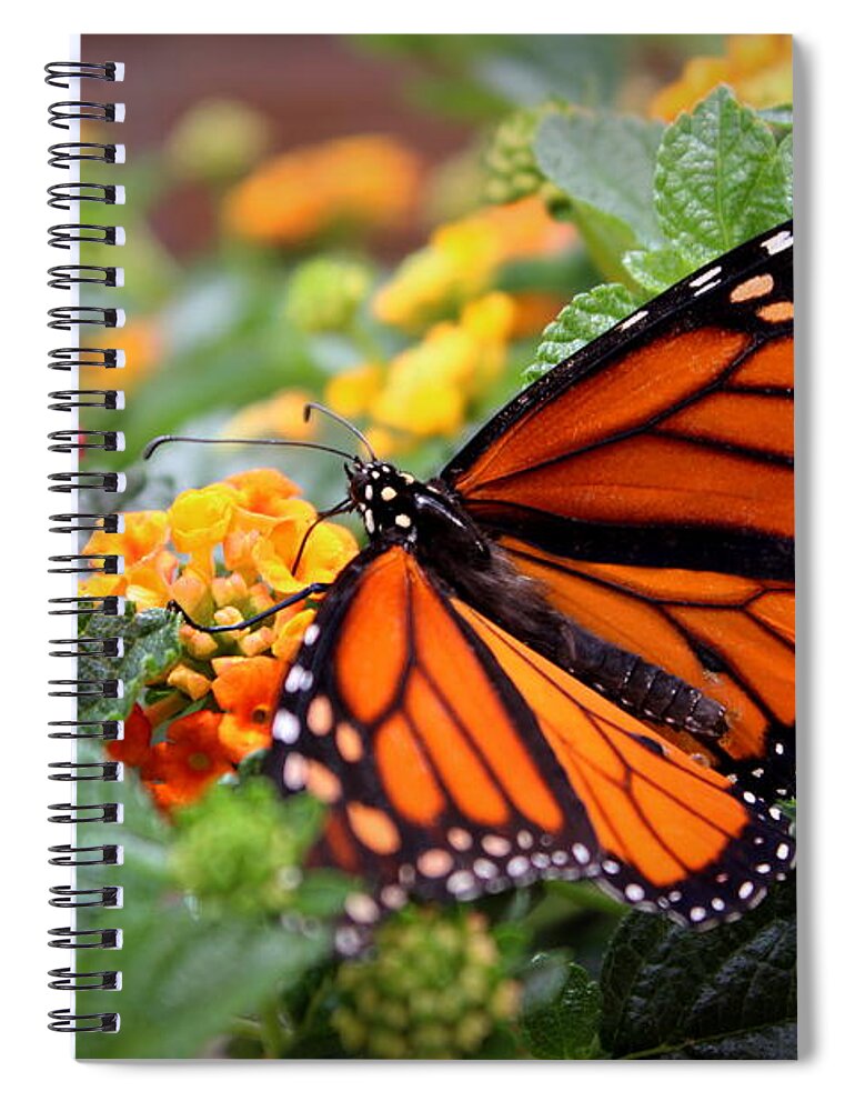 Skompski Spiral Notebook featuring the photograph Monarch Butterfly by Joseph Skompski