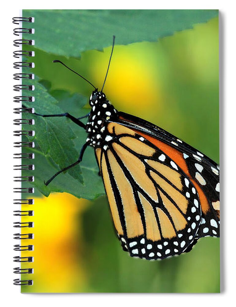 Butterfly Florida Spiral Notebook featuring the photograph Monarch Butterfly by Meg Rousher