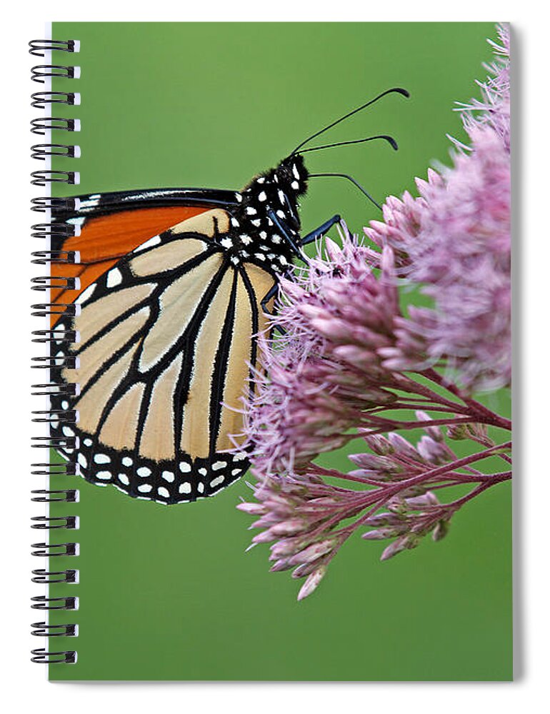 Monarch Spiral Notebook featuring the photograph Monarch Butterfly Photography by Juergen Roth