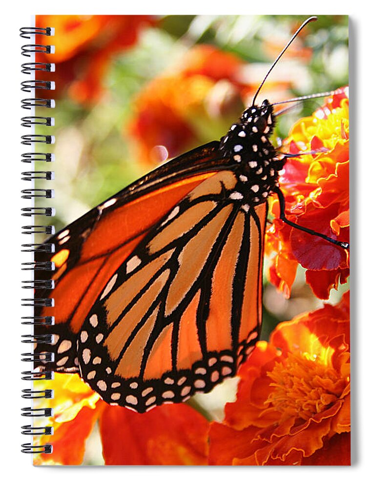 Nature Spiral Notebook featuring the photograph Monarch on Marigold by William Selander