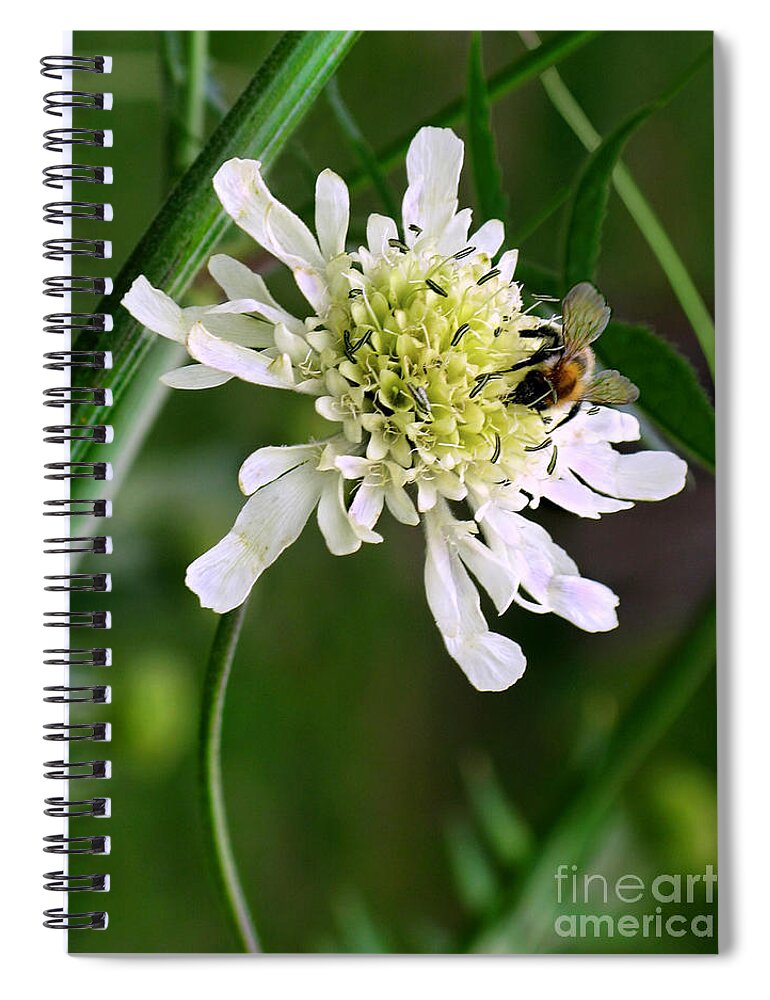 Monet Spiral Notebook featuring the photograph Monet's Garden Bee. Giverny by Jennie Breeze