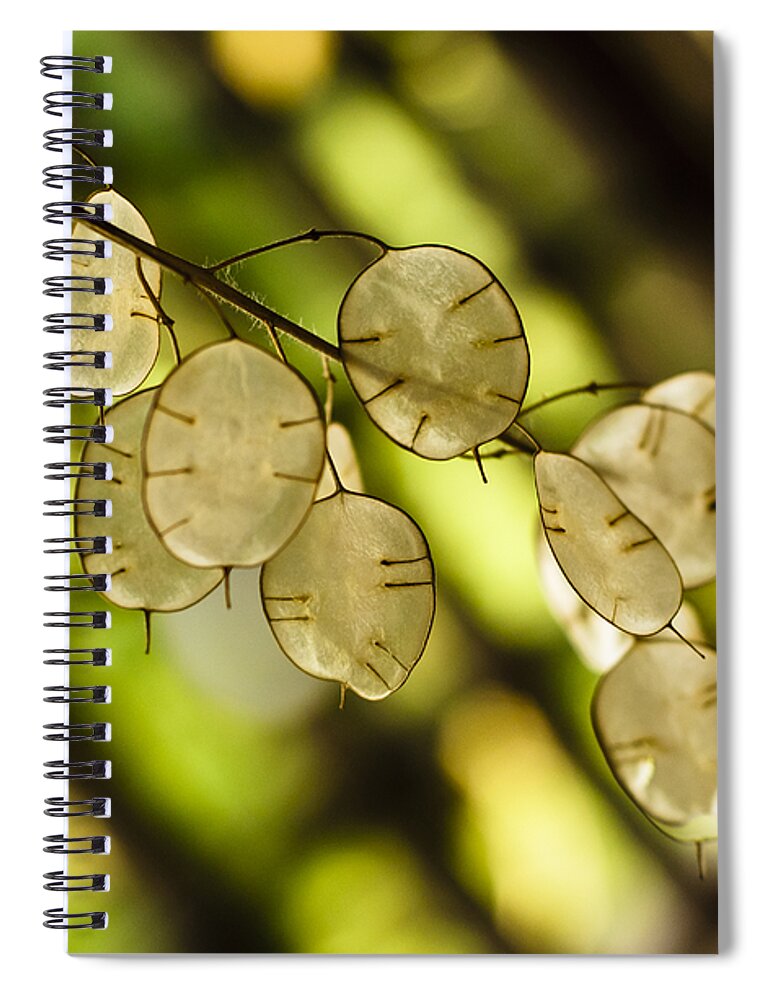 Backlit Spiral Notebook featuring the photograph Money on Trees by Christi Kraft