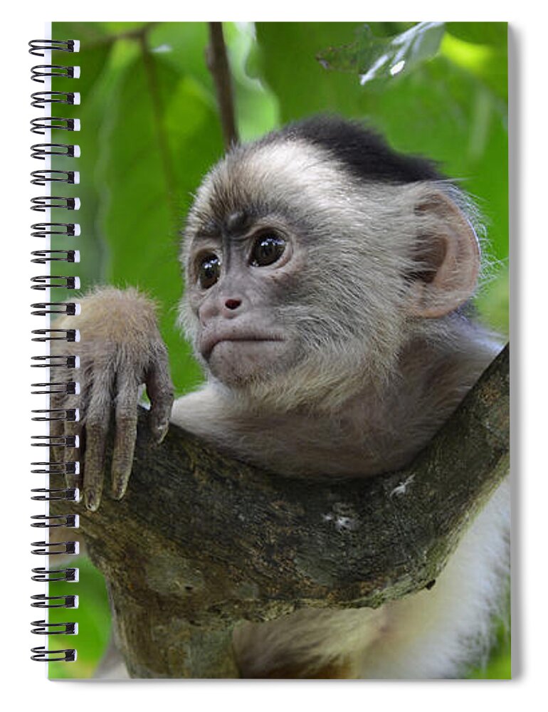 Amazon Spiral Notebook featuring the photograph Monkey Business by Bob Christopher