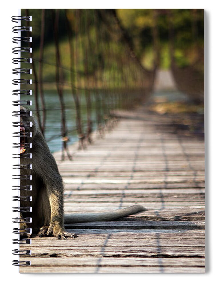 Yawning Spiral Notebook featuring the photograph Monkey Yawn by Arthit Somsakul