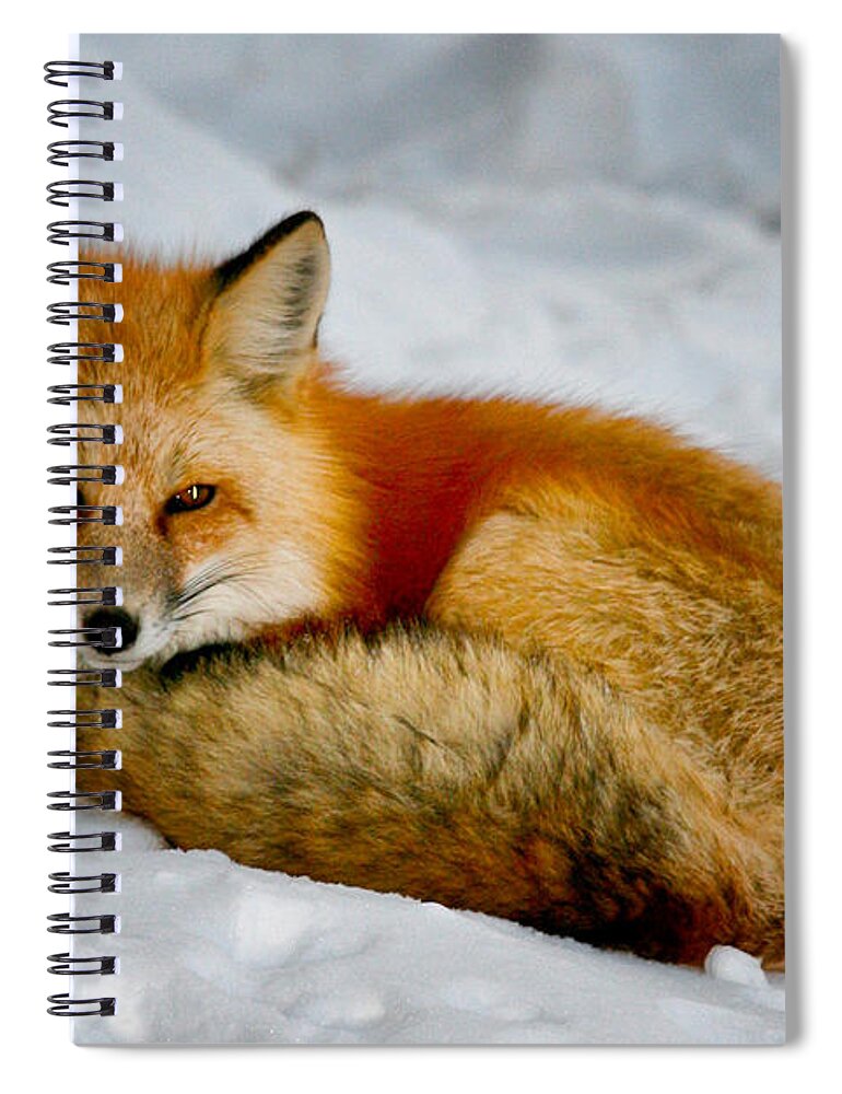 Fox Spiral Notebook featuring the photograph Winter Fox by Juli Ellen
