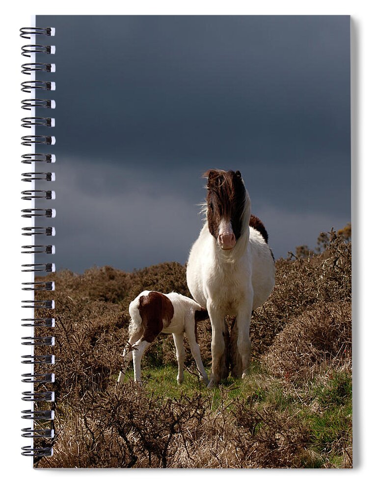 Horse Spiral Notebook featuring the photograph Moorland Pony And Foul, Dartmoor by Nik Taylor