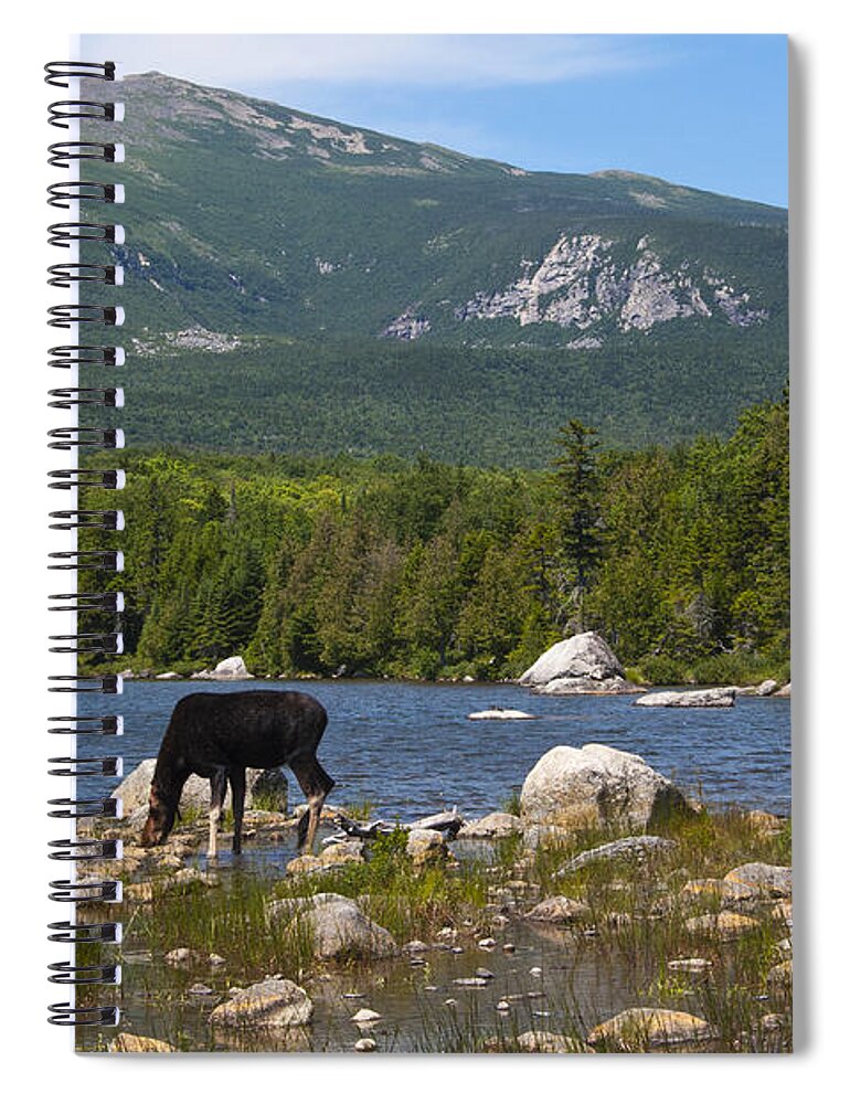 Moose Spiral Notebook featuring the photograph Moose Baxter State Park Maine by Glenn Gordon
