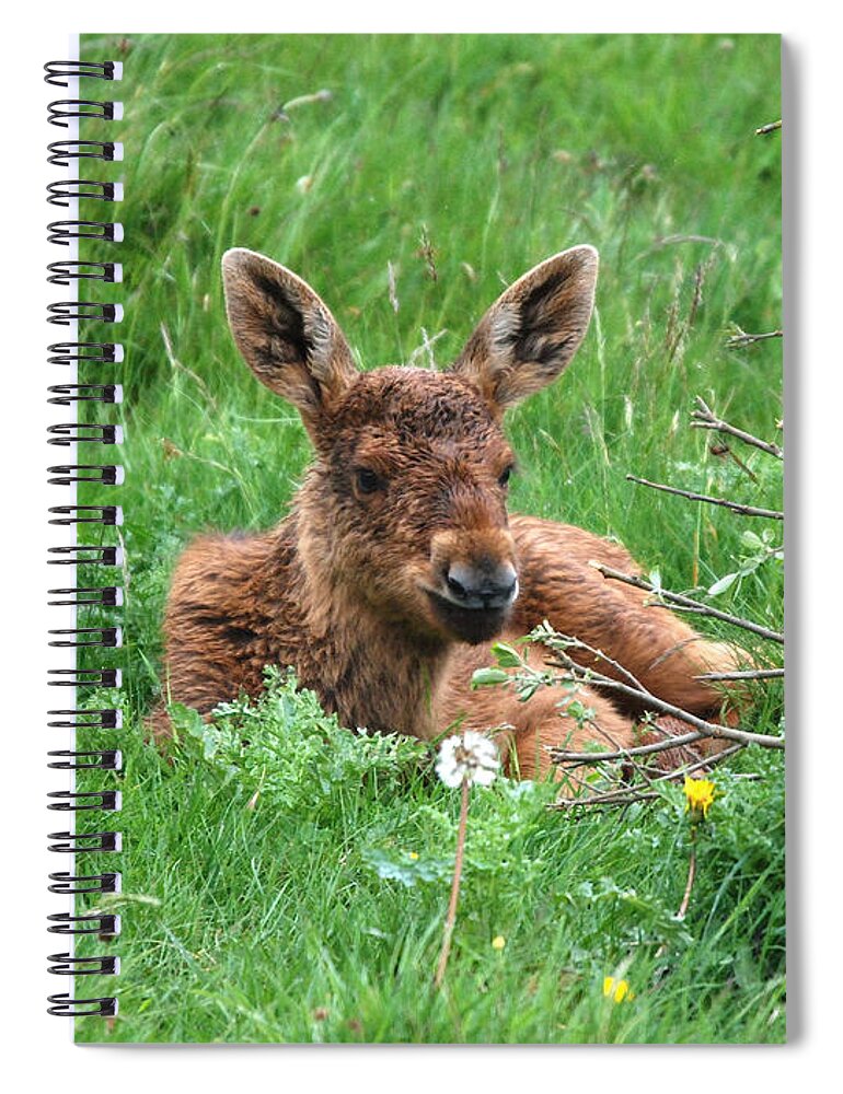 Moose Spiral Notebook featuring the photograph Moose Calf under Willow by Phil Banks