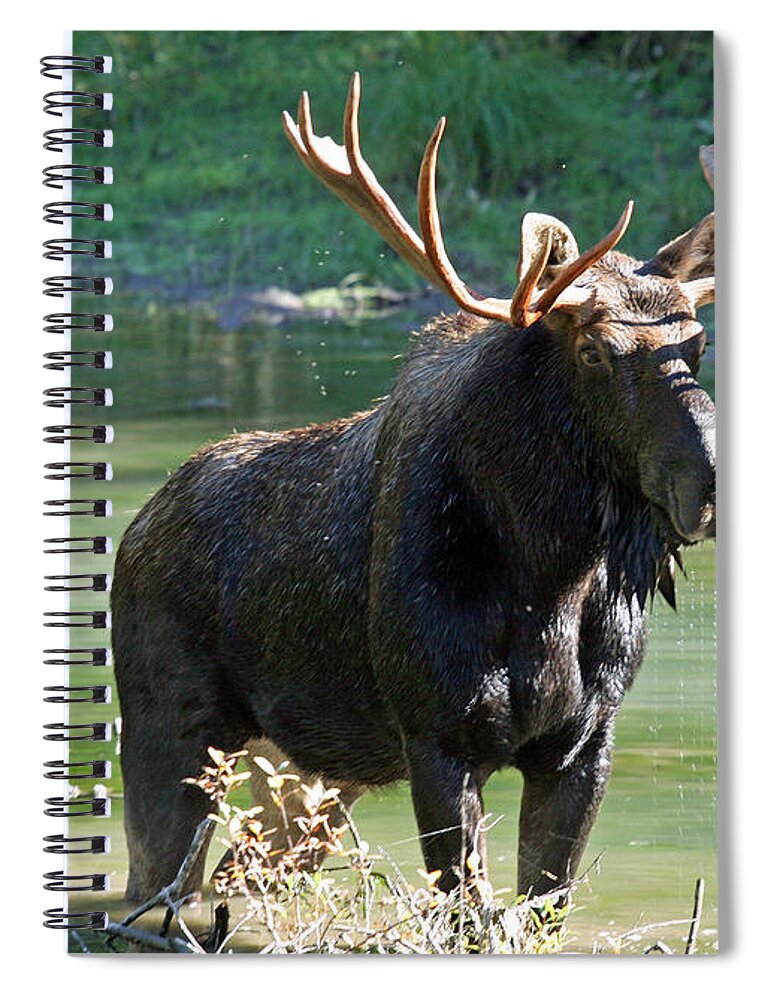 Montana Spiral Notebook featuring the photograph Moose Country by Bob Hislop