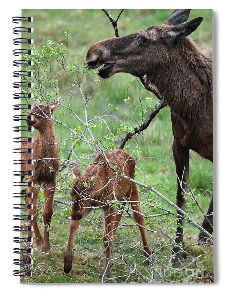 Moose Spiral Notebook featuring the photograph Moose cow with twin calves by Phil Banks