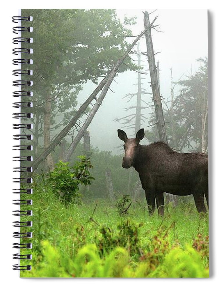 Grass Spiral Notebook featuring the photograph Moose In Cape Breton by James R.d. Scott