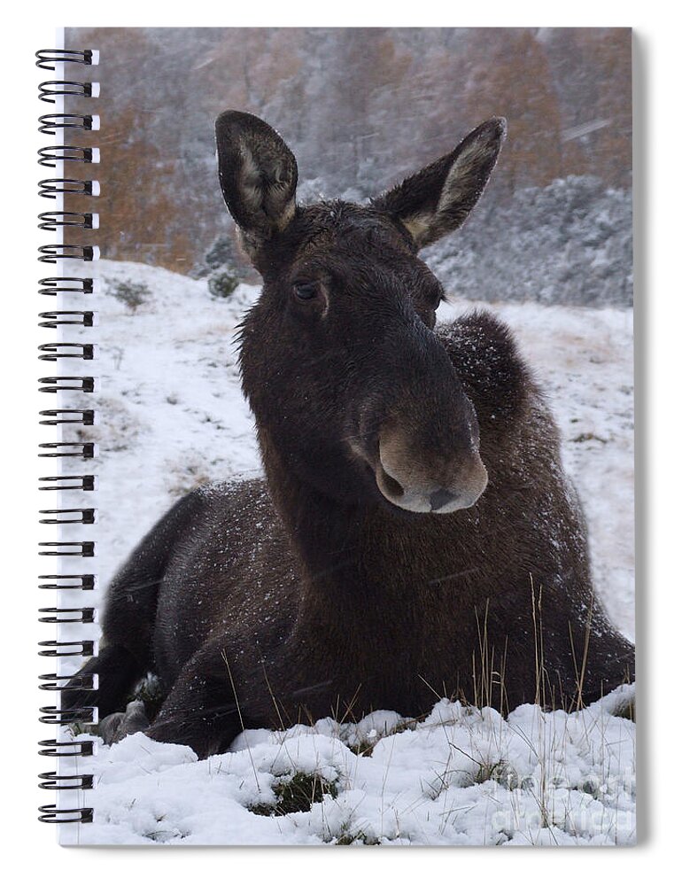 European Spiral Notebook featuring the photograph Moose in snow by Phil Banks