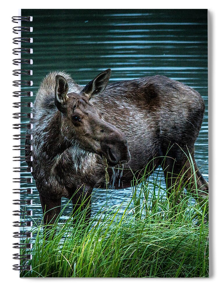 Moose Spiral Notebook featuring the photograph Moose In the Water by Andrew Matwijec