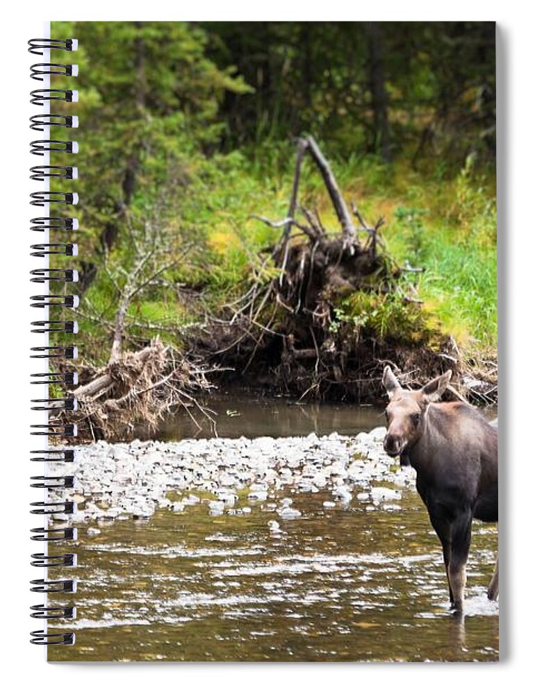 Wyoming Spiral Notebook featuring the photograph Moose in Yellowstone National Park  by Lars Lentz
