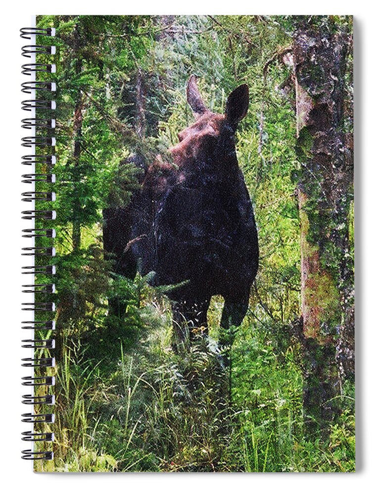 Moose Spiral Notebook featuring the photograph Moose Near the Androscoggin River by Marie Jamieson