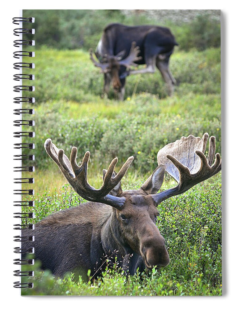Animal Themes Spiral Notebook featuring the photograph Moose by William D. Bowman