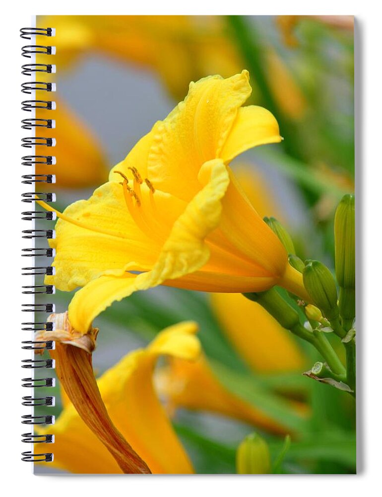 Morning Daylilies Spiral Notebook featuring the photograph Morning Daylilies by Maria Urso