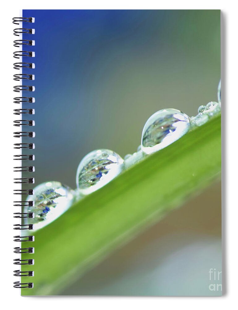 Drop Spiral Notebook featuring the photograph Morning dew drops by Heiko Koehrer-Wagner