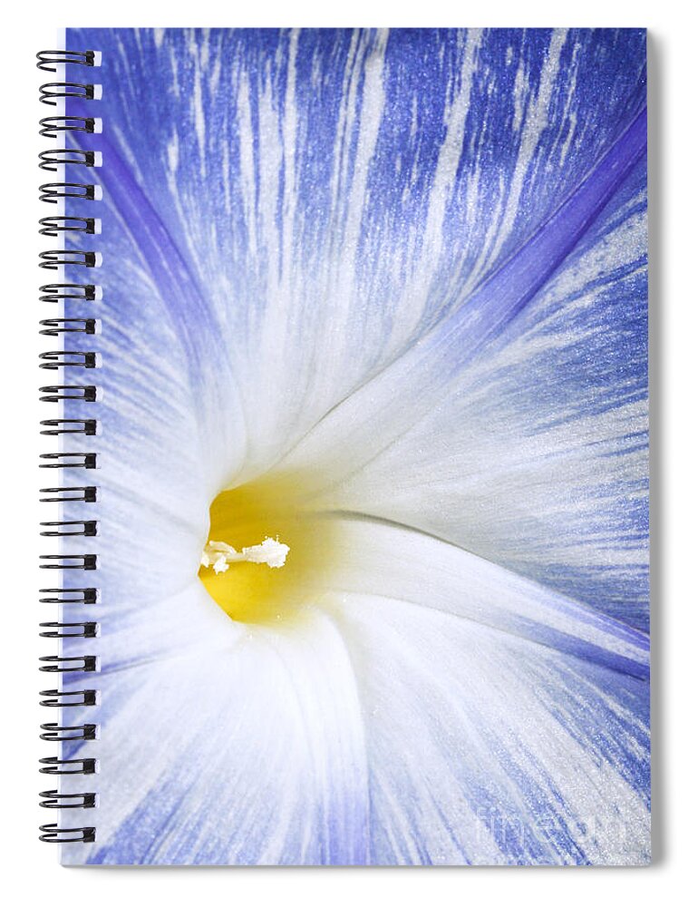 Morning Glory Spiral Notebook featuring the photograph Morning Glory Flower by Patty Colabuono