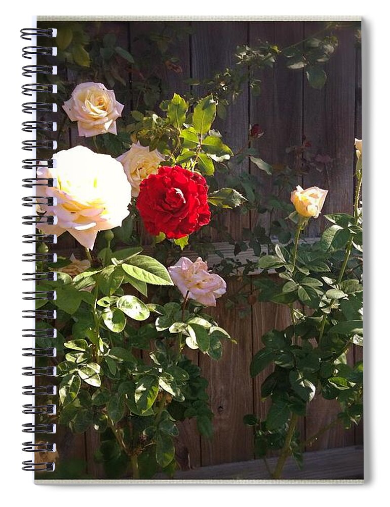Roses Spiral Notebook featuring the photograph Morning Glory by Vonda Lawson-Rosa