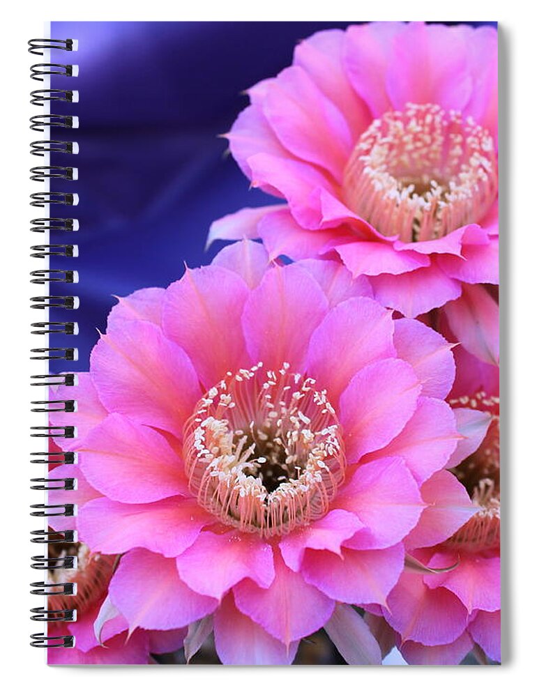 Desert Spiral Notebook featuring the photograph Morning Surprise by M Diane Bonaparte