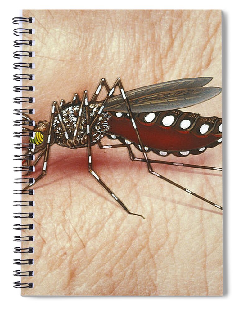 A. Aegypti Spiral Notebook featuring the photograph Mosquito Biting Hand by Chris Bjornberg