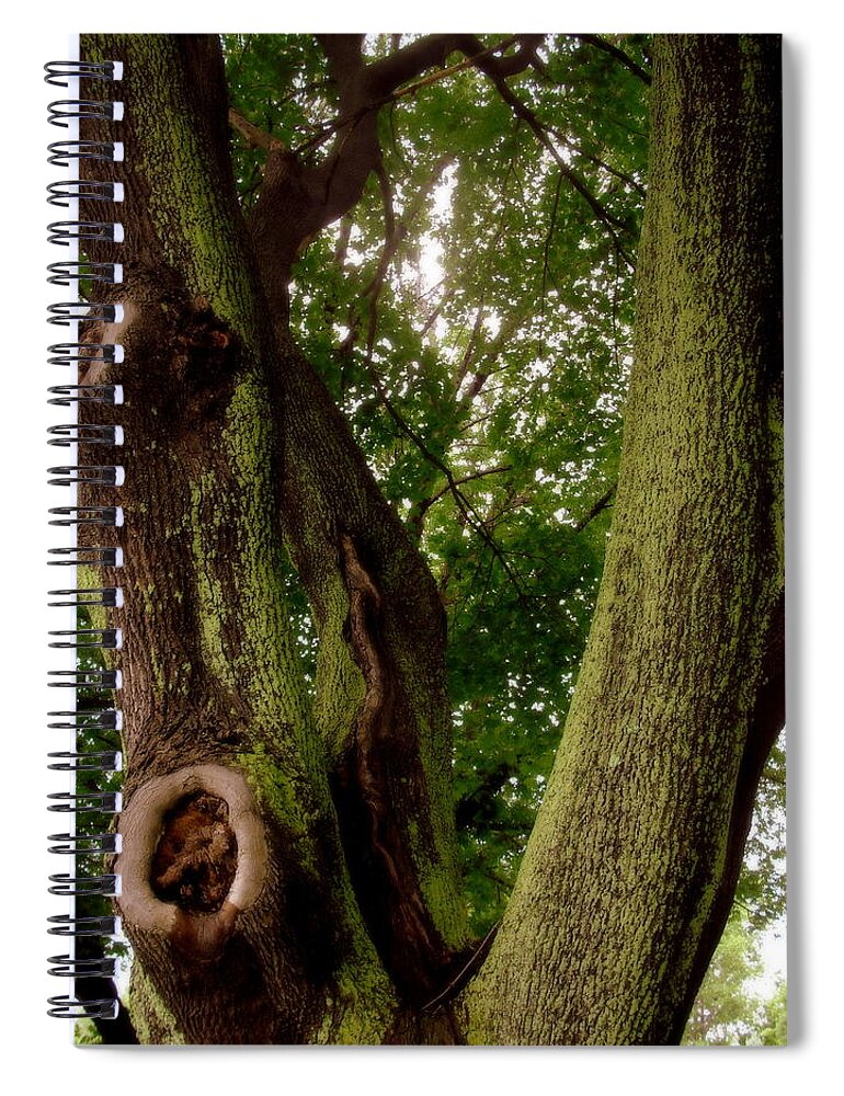 Tree Spiral Notebook featuring the photograph Moss Covered Tree by Jodie Marie Anne Richardson Traugott     aka jm-ART