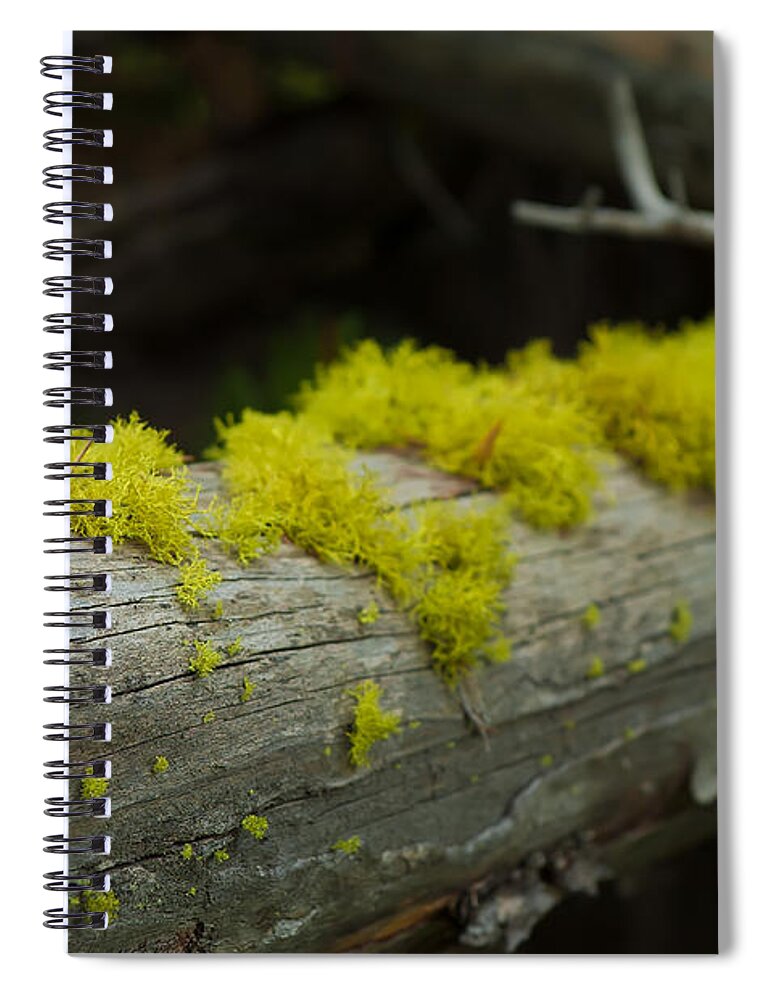 Moss Spiral Notebook featuring the photograph Moss by Sebastian Musial