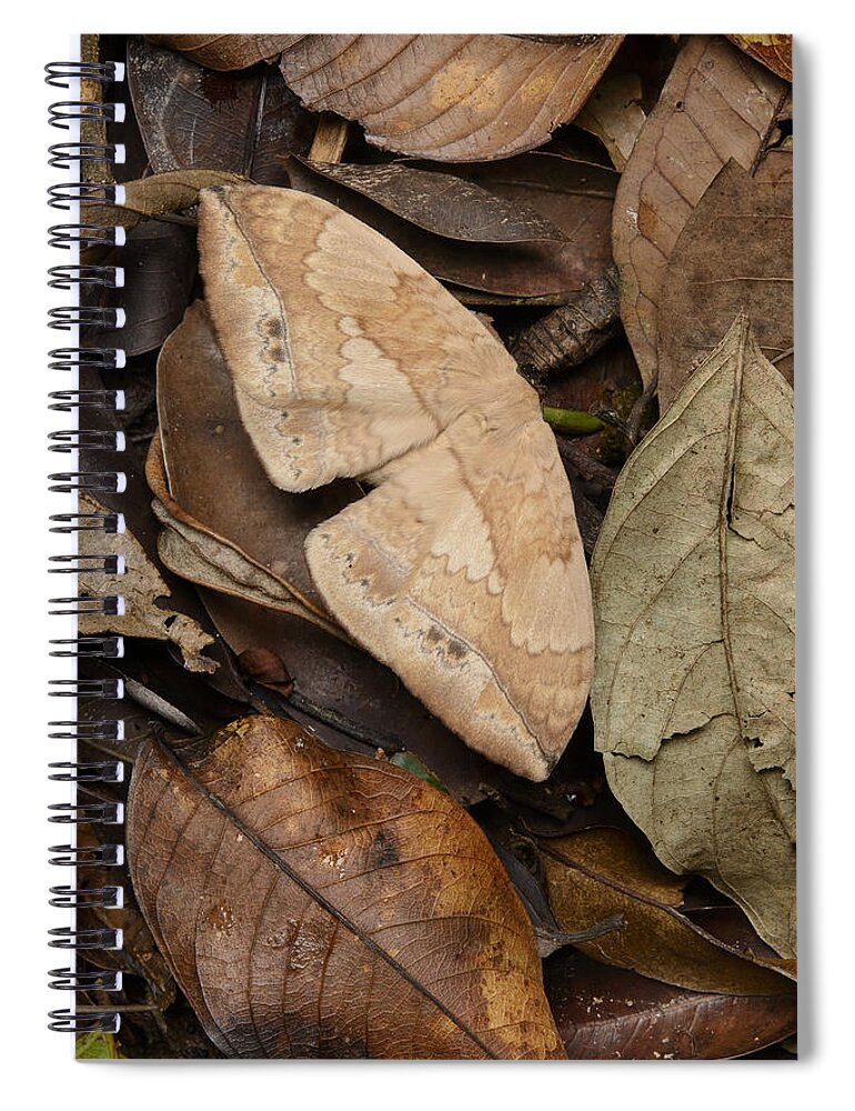 Ch'ien Lee Spiral Notebook featuring the photograph Moth Camouflaged Against Leaf Litter by Ch'ien Lee