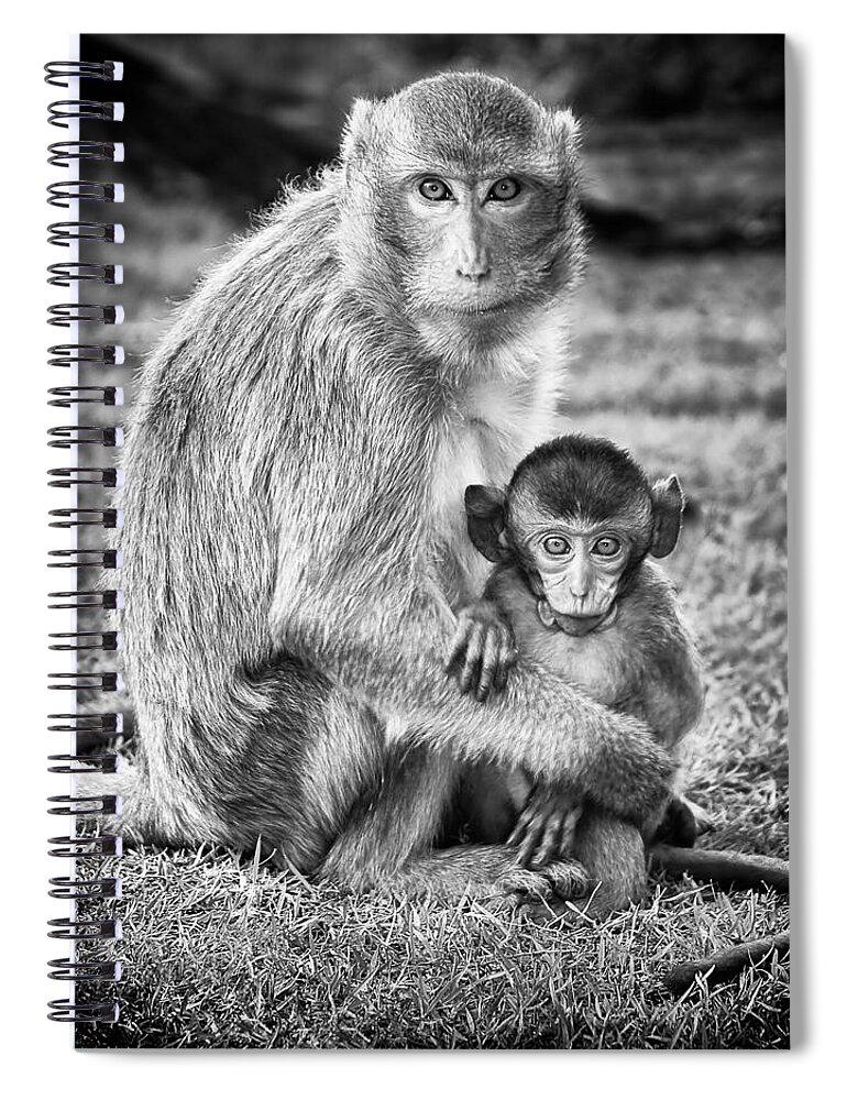 3scape Spiral Notebook featuring the photograph Mother and Baby Monkey Black and White by Adam Romanowicz