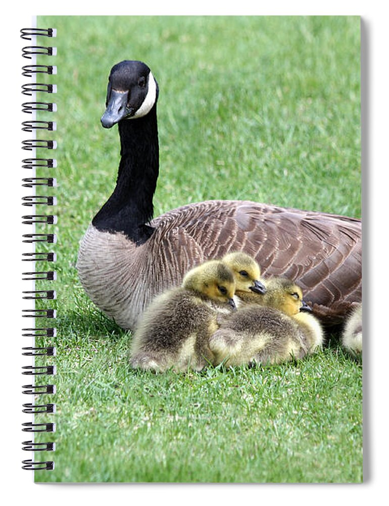 Goose Spiral Notebook featuring the photograph Mother And Young by Shane Bechler