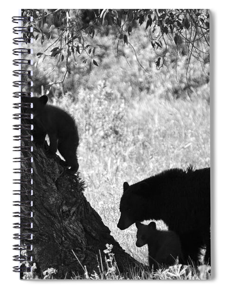 Black Bear Spiral Notebook featuring the photograph Mother Black Bear with Two Cubs by Crystal Wightman