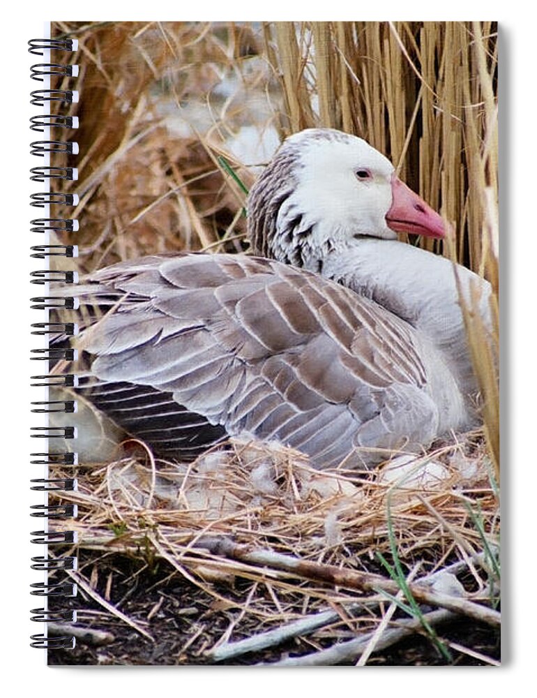 Christian Spiral Notebook featuring the photograph Mother's Day Goose by Anita Oakley