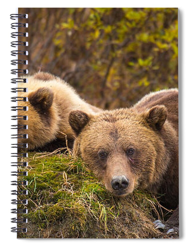 Bear Spiral Notebook featuring the photograph Mother's Love by Kevin Dietrich