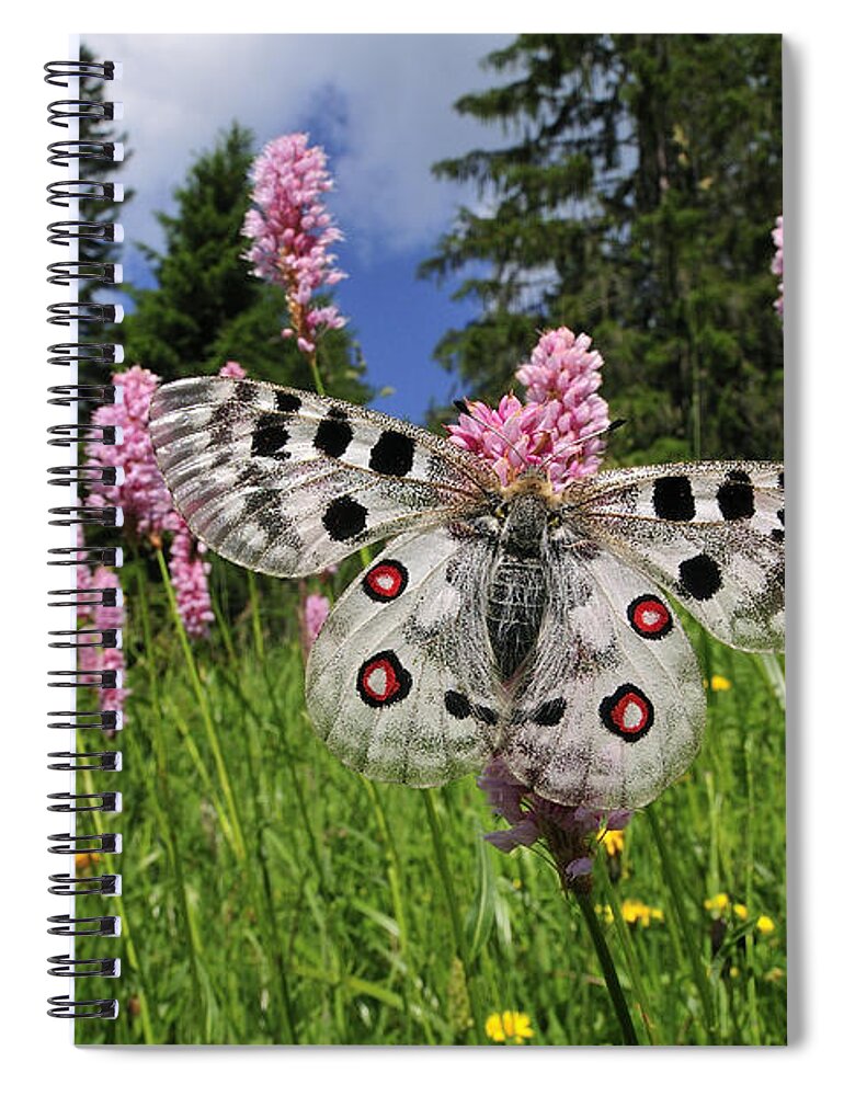 Feb0514 Spiral Notebook featuring the photograph Mountain Apollo On Common Bistort by Thomas Marent
