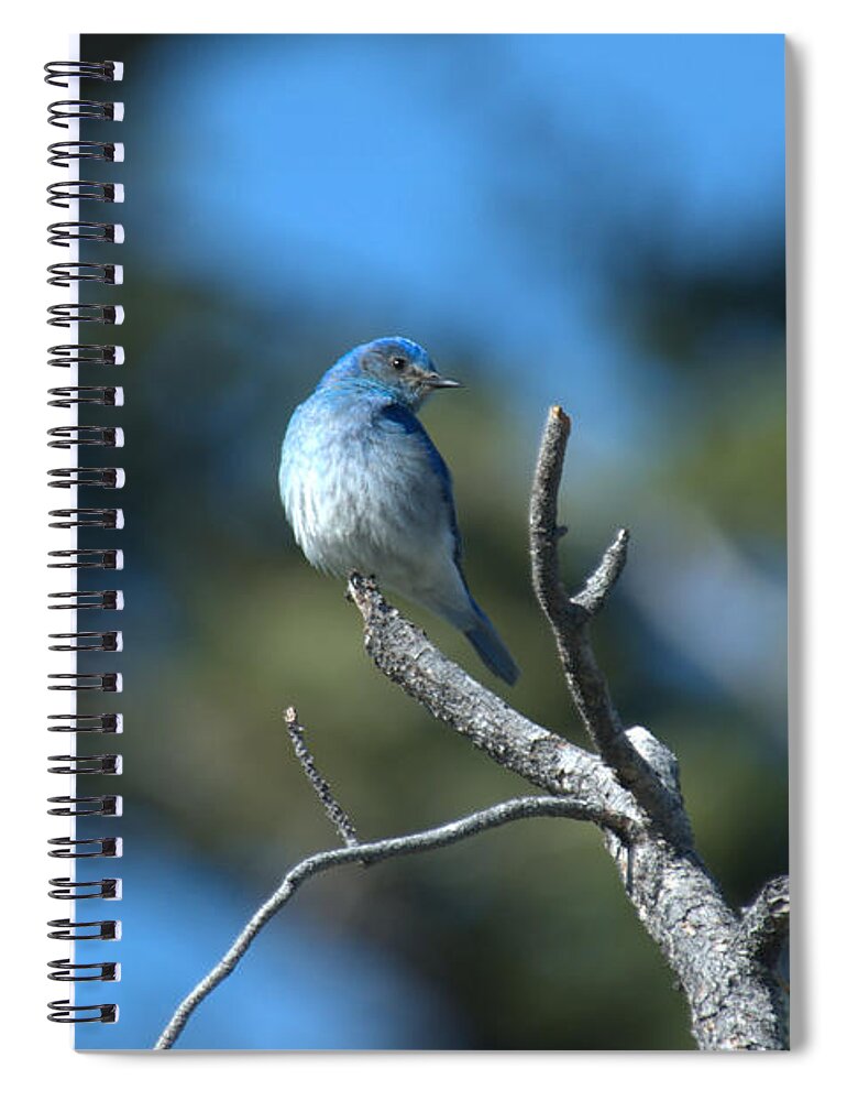 Bluebird Spiral Notebook featuring the photograph Mountain Bluebird by Frank Madia