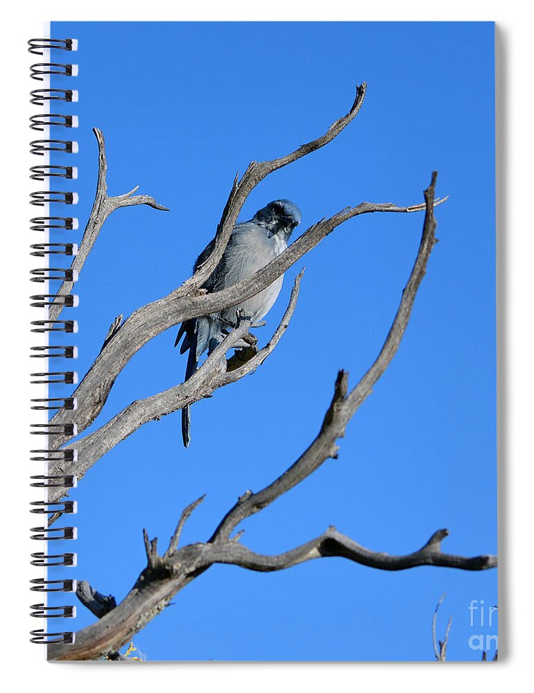 Grand Canyon Spiral Notebook featuring the photograph Mountain Bluebird in Grand Canyon National Park Sqaure Format by Shawn O'Brien