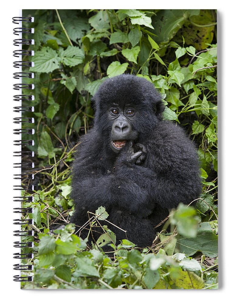 Feb0514 Spiral Notebook featuring the photograph Mountain Gorilla Baby Chewing On Finger by Suzi Eszterhas
