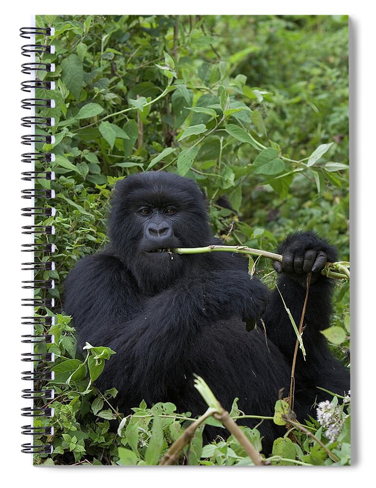 00751195 Spiral Notebook featuring the photograph Mountain Gorilla Eating Wild Celery by Suzi Eszterhas