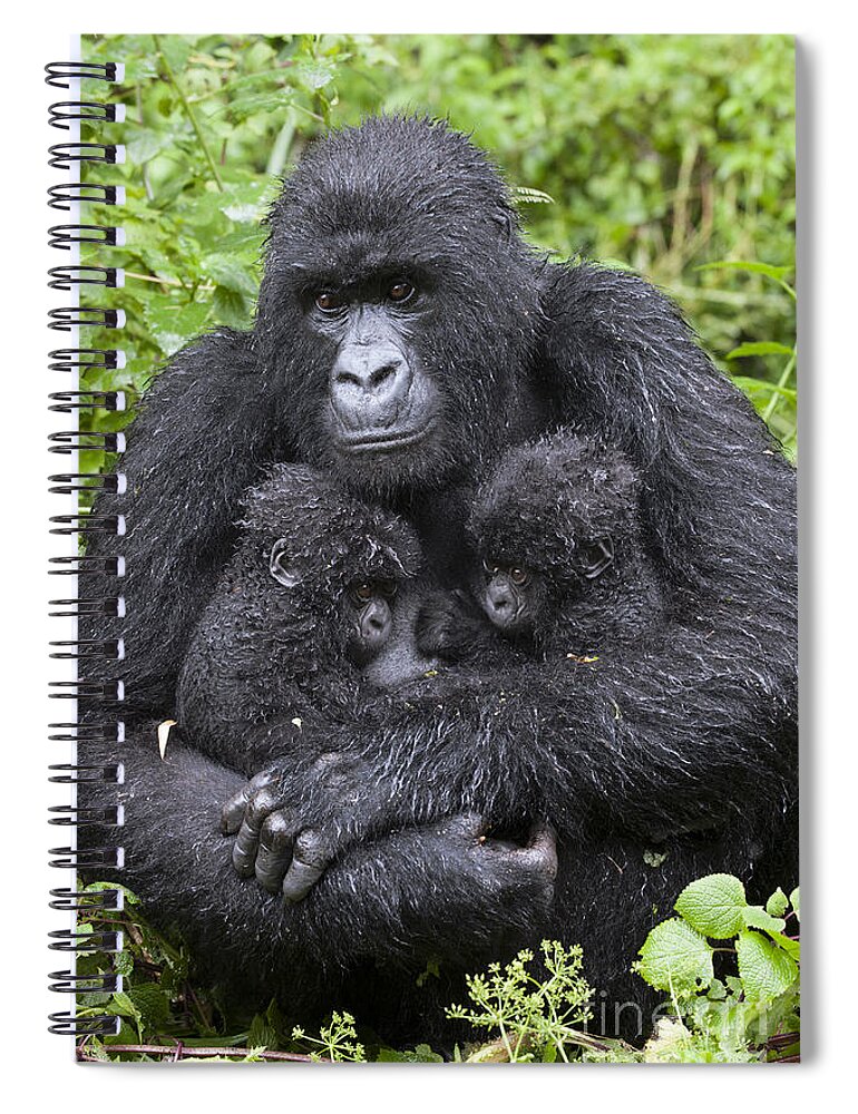 Feb0514 Spiral Notebook featuring the photograph Mountain Gorilla Mother And Twins by Suzi Eszterhas