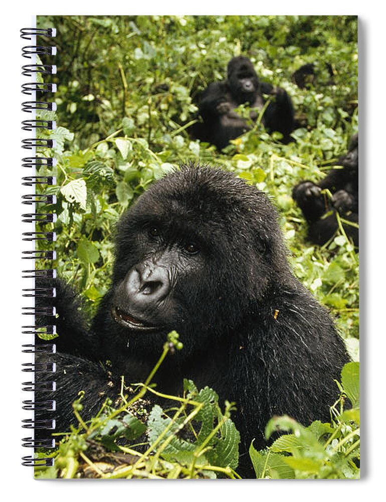 00192674 Spiral Notebook featuring the photograph Mountain Gorillas Feeding by Konrad Wothe