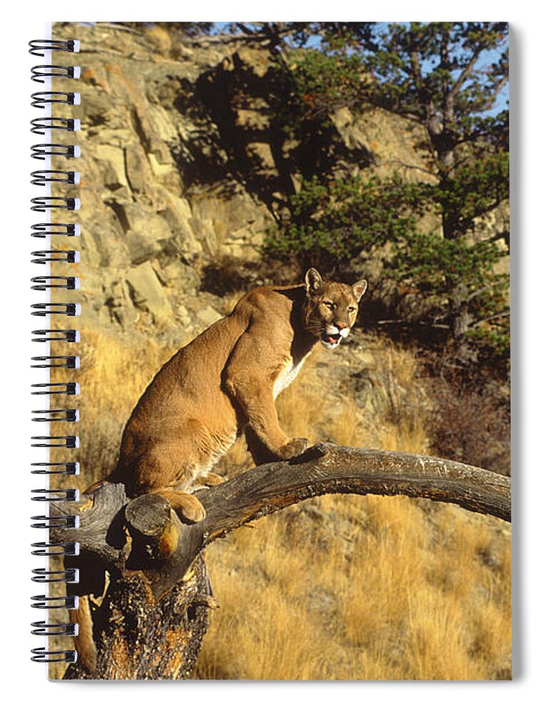 Feb0514 Spiral Notebook featuring the photograph Mountain Lion In Tree Montana by Tom Vezo