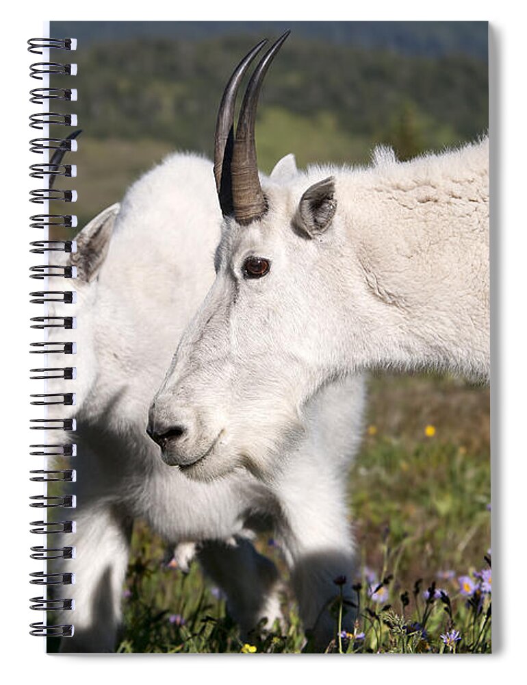 Mountain Goats Spiral Notebook featuring the photograph Mountain Mamas by Deby Dixon